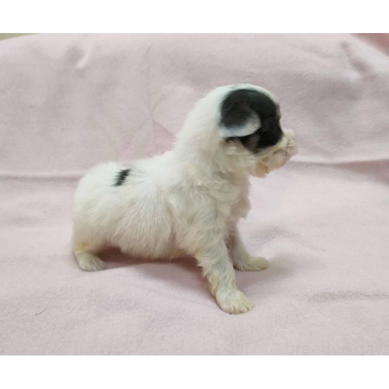 販売中の群馬県のチワマル:チワワ×マルチーズ-455059の4枚目