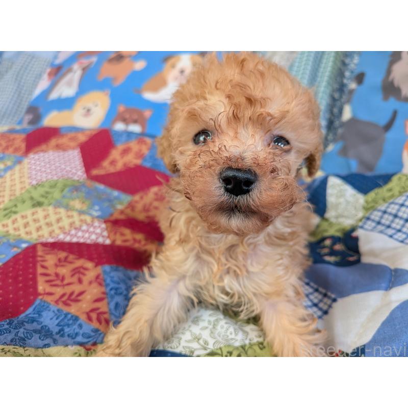 販売中の長野県のティーカッププードル-455061の5枚目