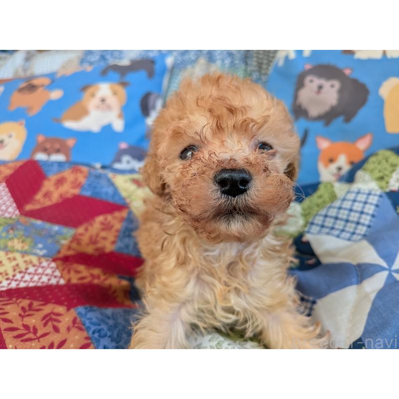 販売中の長野県のティーカッププードル-455061の3枚目