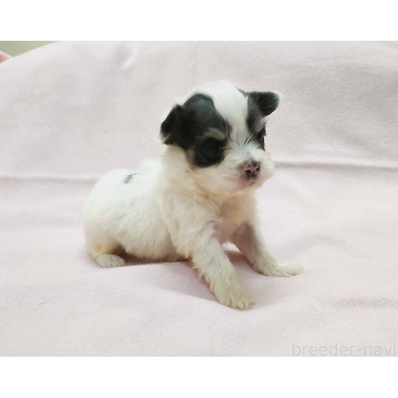 販売中の群馬県のチワマル:チワワ×マルチーズ-455059の3枚目