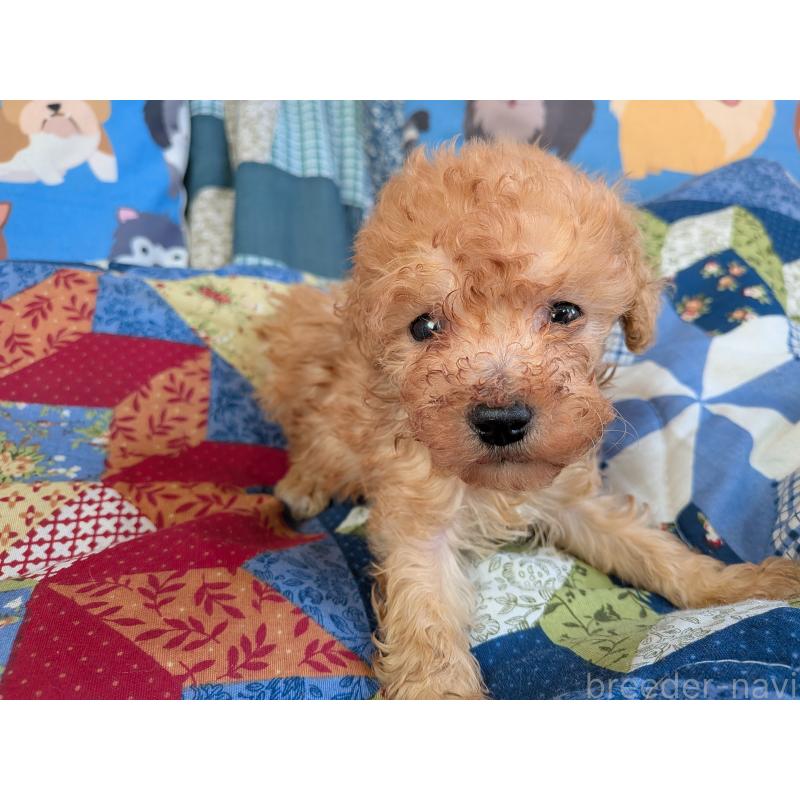 販売中の長野県のティーカッププードル-455061の2枚目