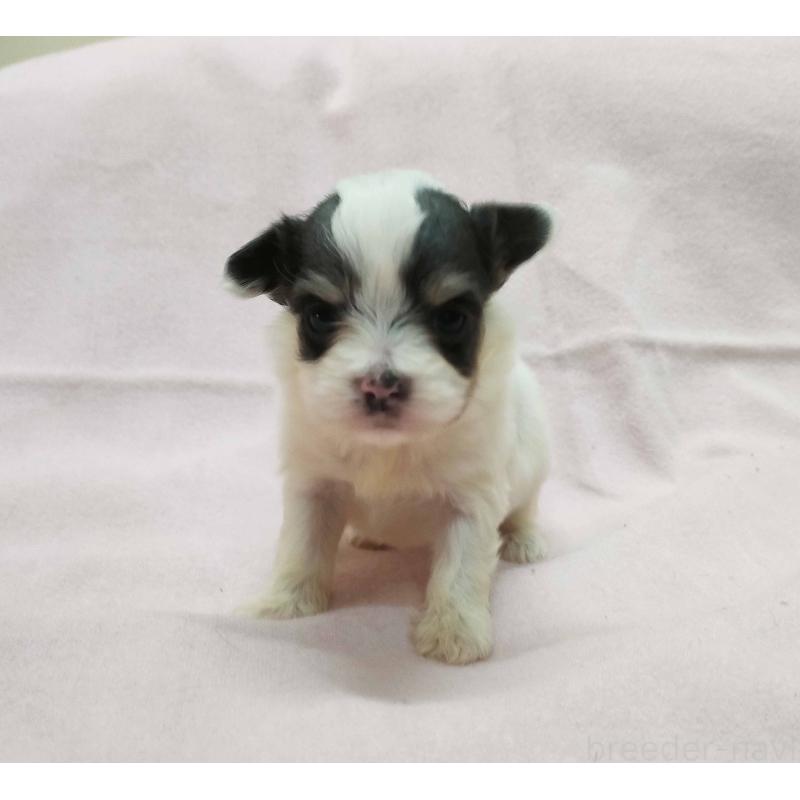 販売中の群馬県のチワマル:チワワ×マルチーズ-455059の2枚目