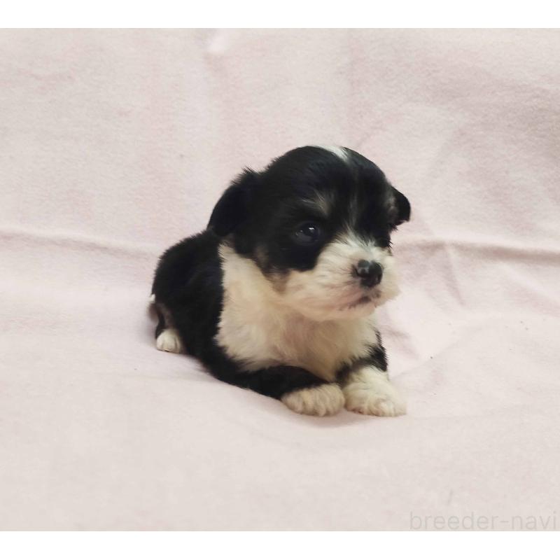 販売中の群馬県のチワマル:チワワ×マルチーズ-455062の6枚目