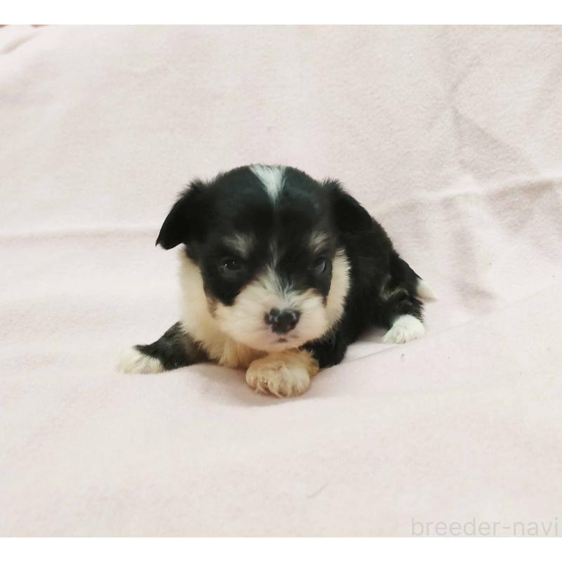 販売中の群馬県のチワマル:チワワ×マルチーズ-455062の5枚目