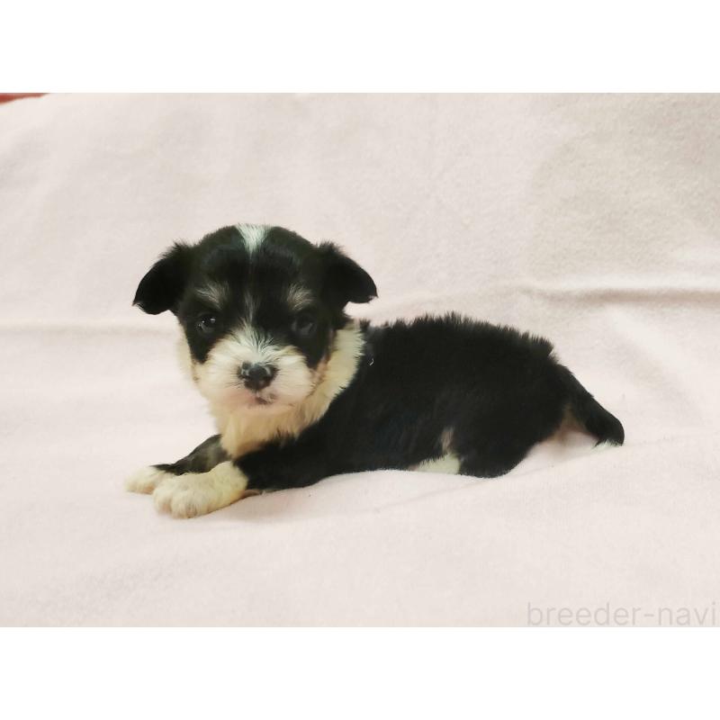 販売中の群馬県のチワマル:チワワ×マルチーズ-455062の4枚目