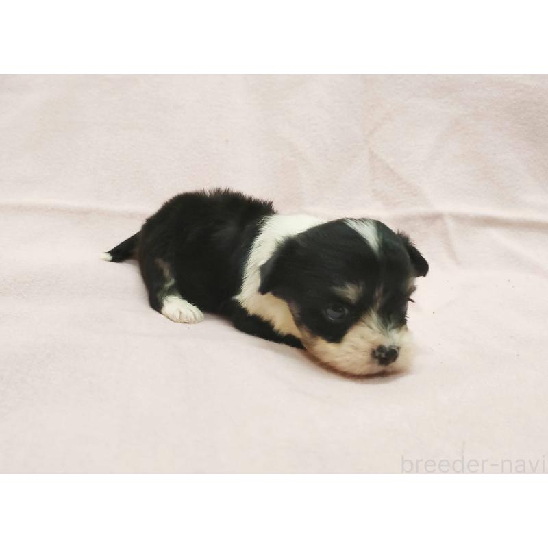 販売中の群馬県のチワマル:チワワ×マルチーズ-455062の2枚目