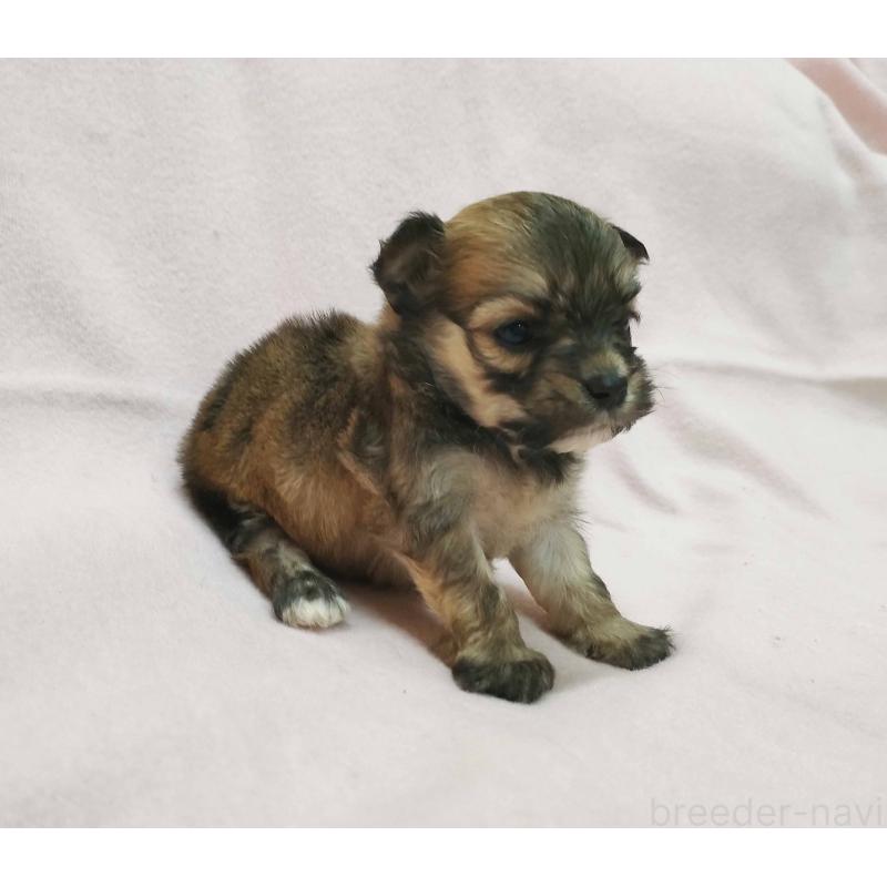 販売中の群馬県のチワマル:チワワ×マルチーズ-455063の5枚目