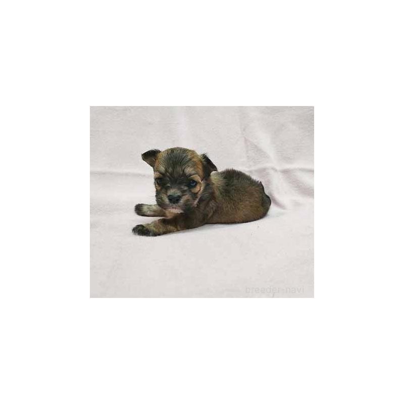 販売中の群馬県のチワマル:チワワ×マルチーズ-455063の4枚目