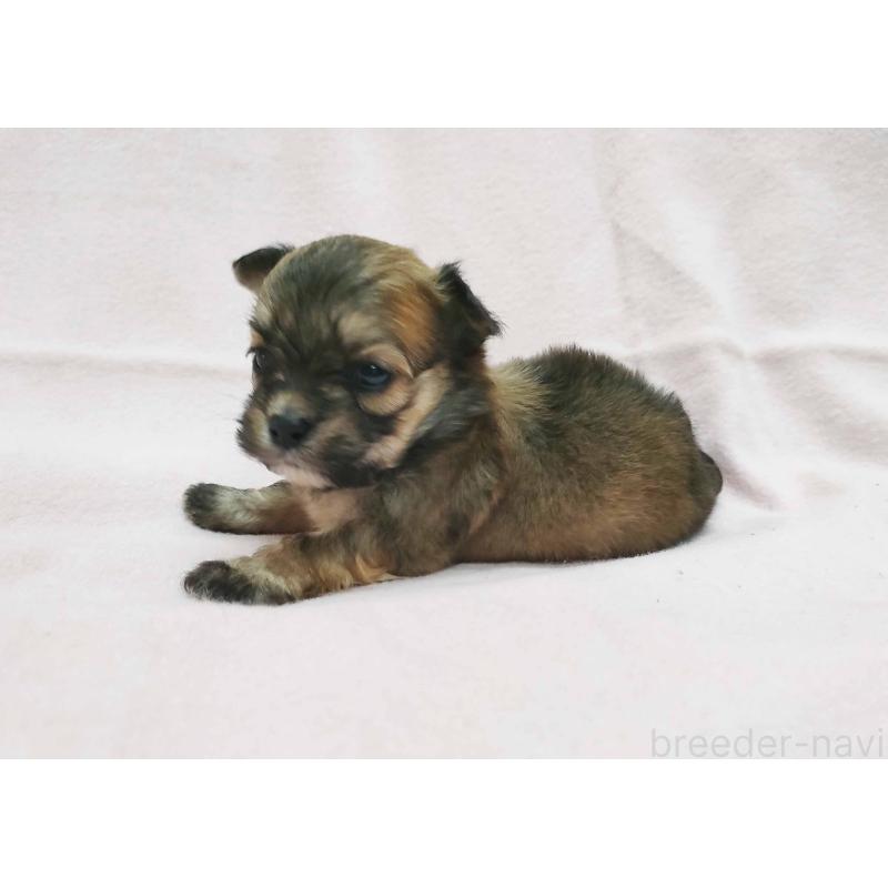 販売中の群馬県のチワマル:チワワ×マルチーズ-455063の3枚目