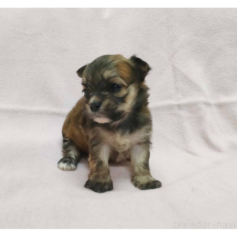 販売中の群馬県のチワマル:チワワ×マルチーズ-455063の2枚目