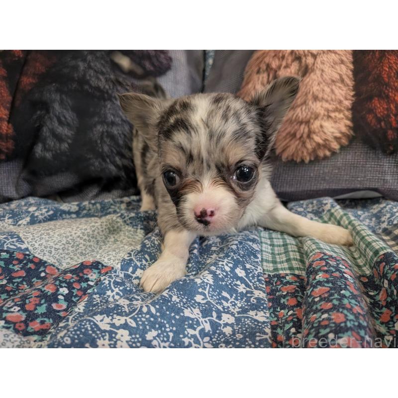 販売中の長野県のチワワ(ロングコート)-455065の5枚目