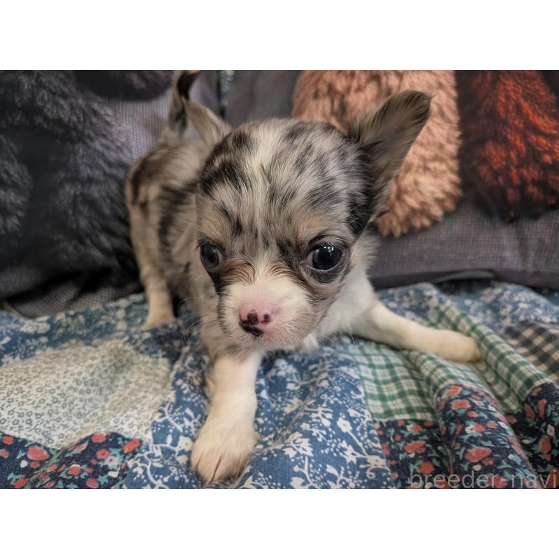 販売中の長野県のチワワ(ロングコート)-455065の4枚目