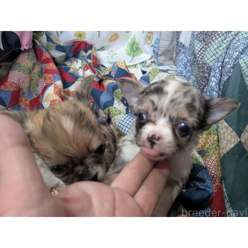 販売中の長野県のチワワ(ロングコート)-455065の3枚目