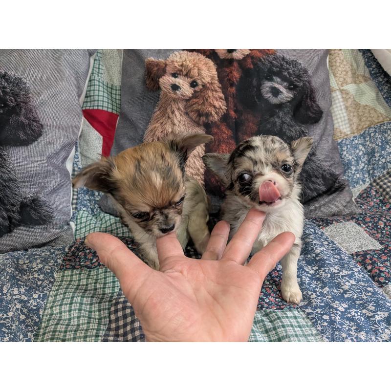 販売中の長野県のチワワ(ロングコート)-455065の2枚目