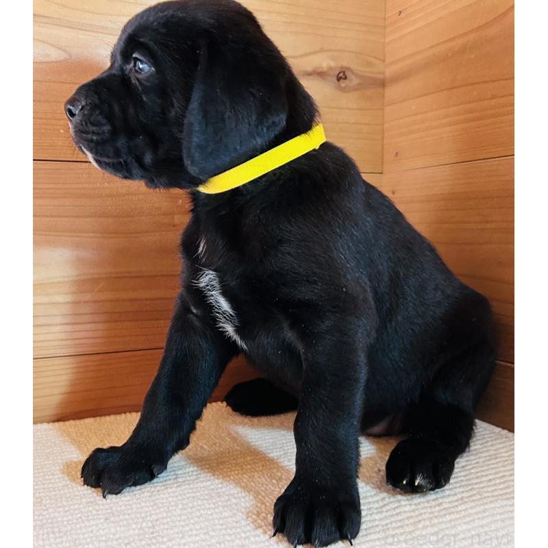 販売中の京都府のミックス犬-455084の2枚目