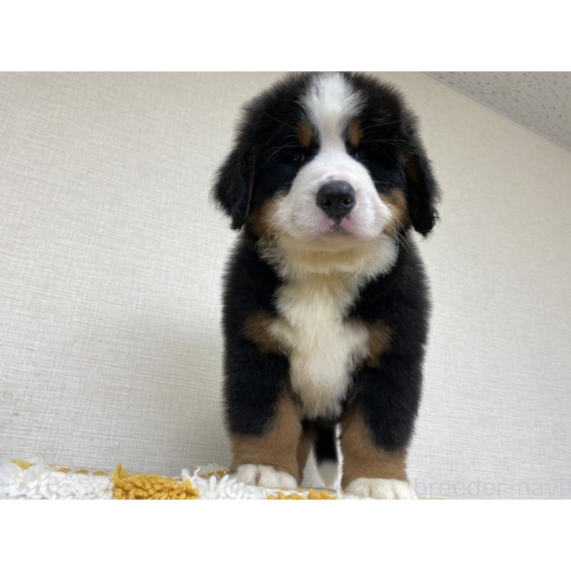 販売中の群馬県のバーニーズマウンテンドッグ-455064の3枚目