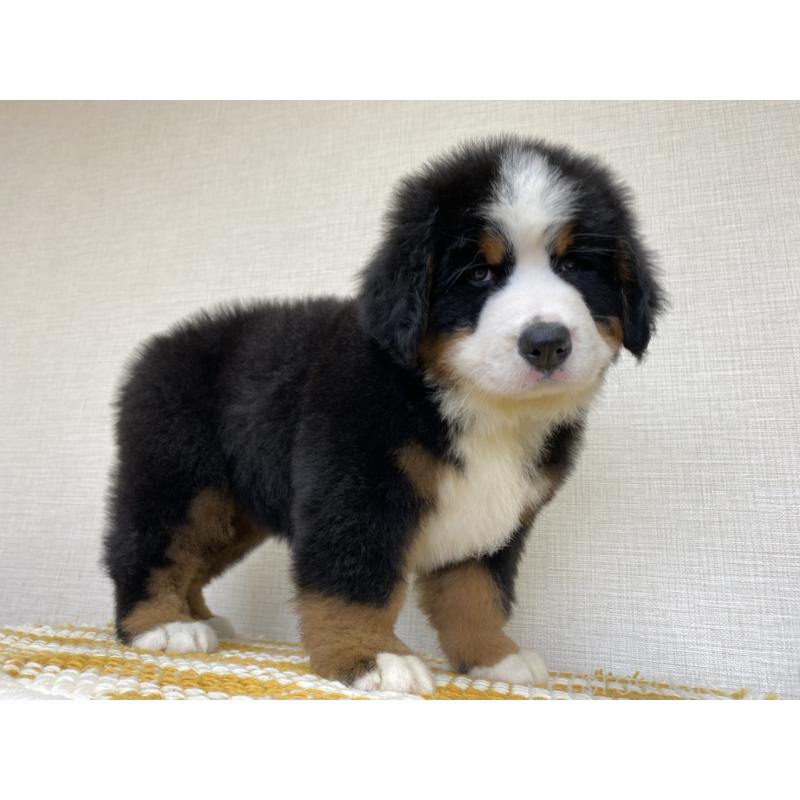 販売中の群馬県のバーニーズマウンテンドッグ-455064の2枚目