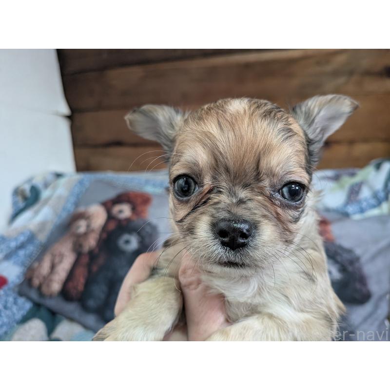 販売中の長野県のチワワ(ロングコート)-455066の7枚目