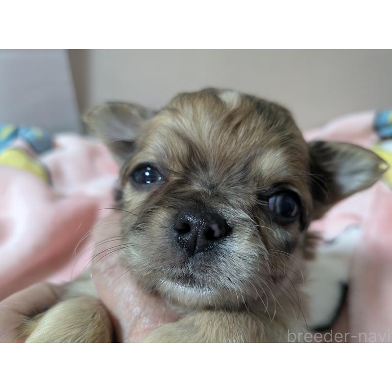 販売中の長野県のチワワ(ロングコート)-455066の6枚目