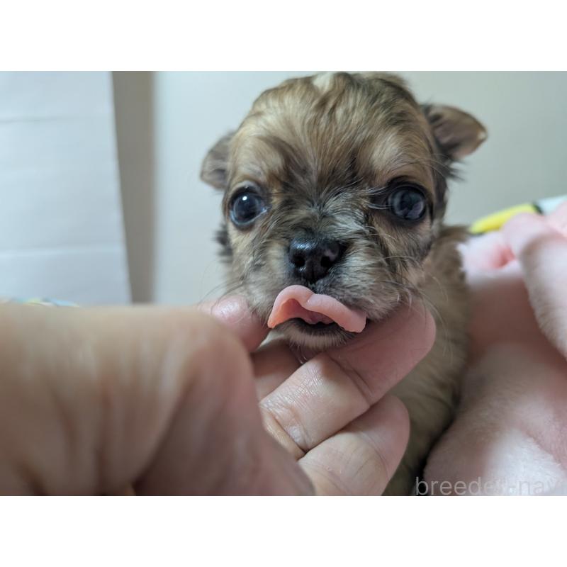 販売中の長野県のチワワ(ロングコート)-455066の5枚目