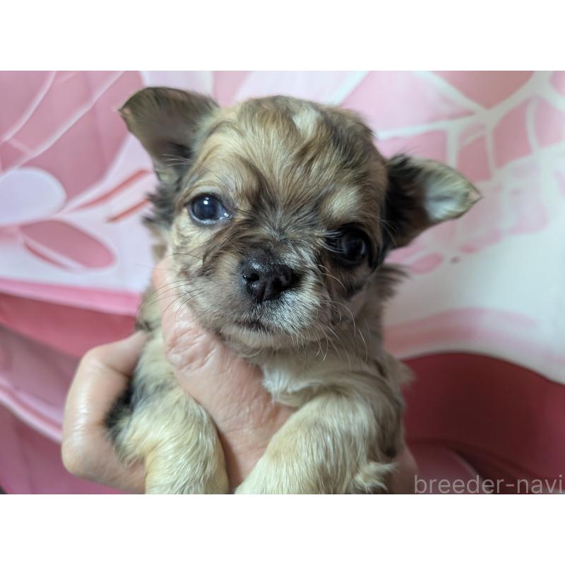 販売中の長野県のチワワ(ロングコート)-455066の4枚目