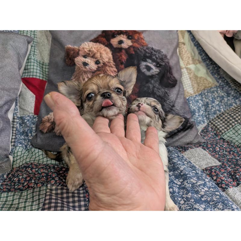 販売中の長野県のチワワ(ロングコート)-455066の2枚目