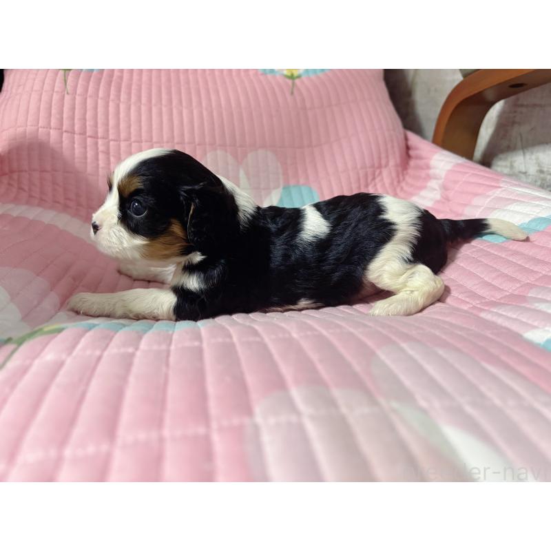 販売中の愛知県のキャバリアキングチャールズスパニエル-455067の6枚目