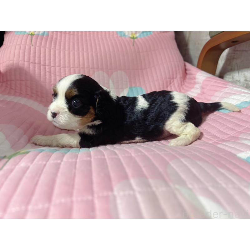 販売中の愛知県のキャバリアキングチャールズスパニエル-455067の5枚目