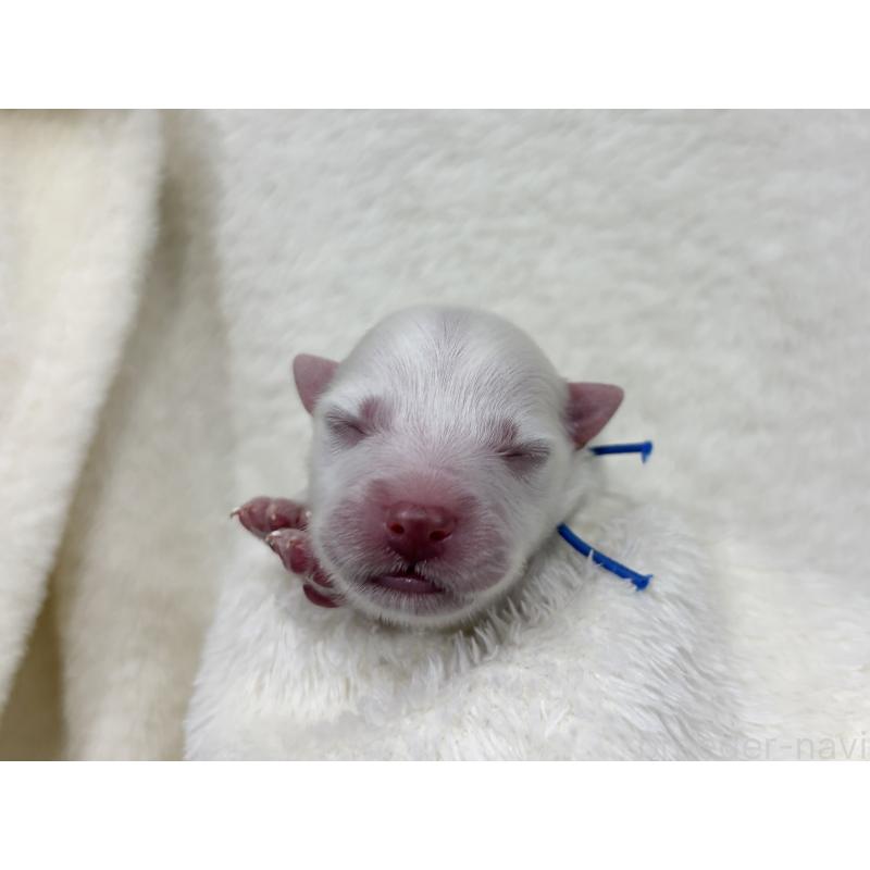 販売中の千葉県の日本スピッツ-455070の16枚目