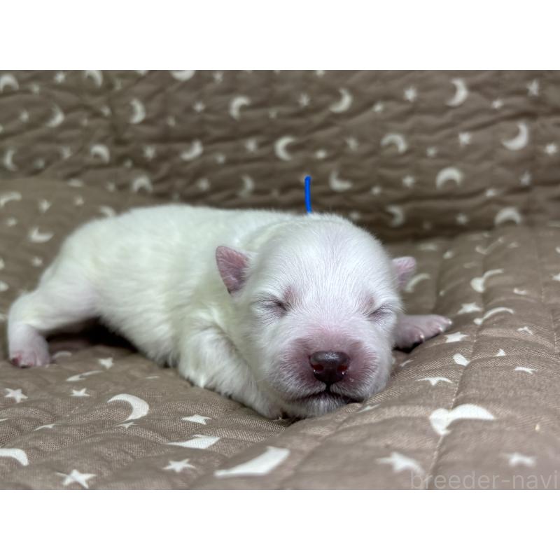 販売中の千葉県の日本スピッツ-455070の14枚目