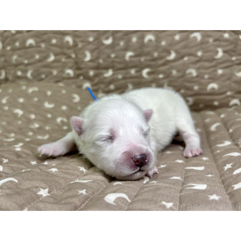 販売中の千葉県の日本スピッツ-455070の13枚目