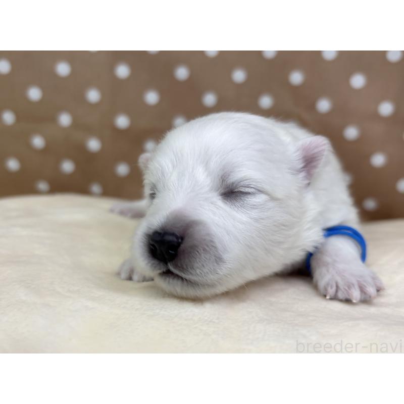 販売中の千葉県の日本スピッツ-455070の12枚目