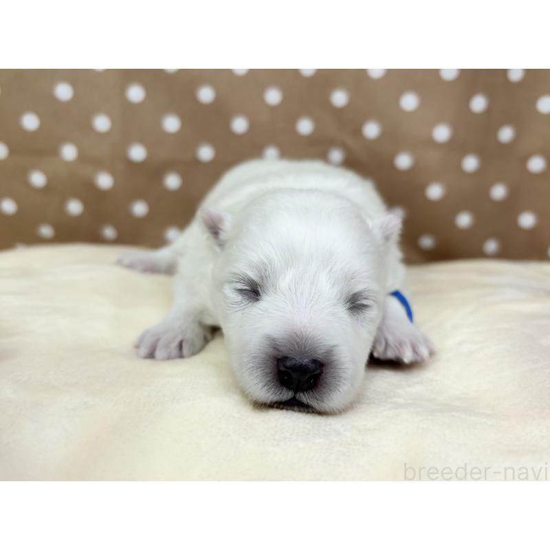 販売中の千葉県の日本スピッツ-455070の11枚目