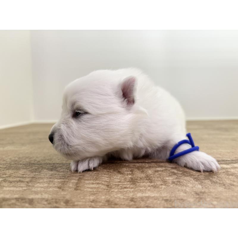 販売中の千葉県の日本スピッツ-455070の10枚目