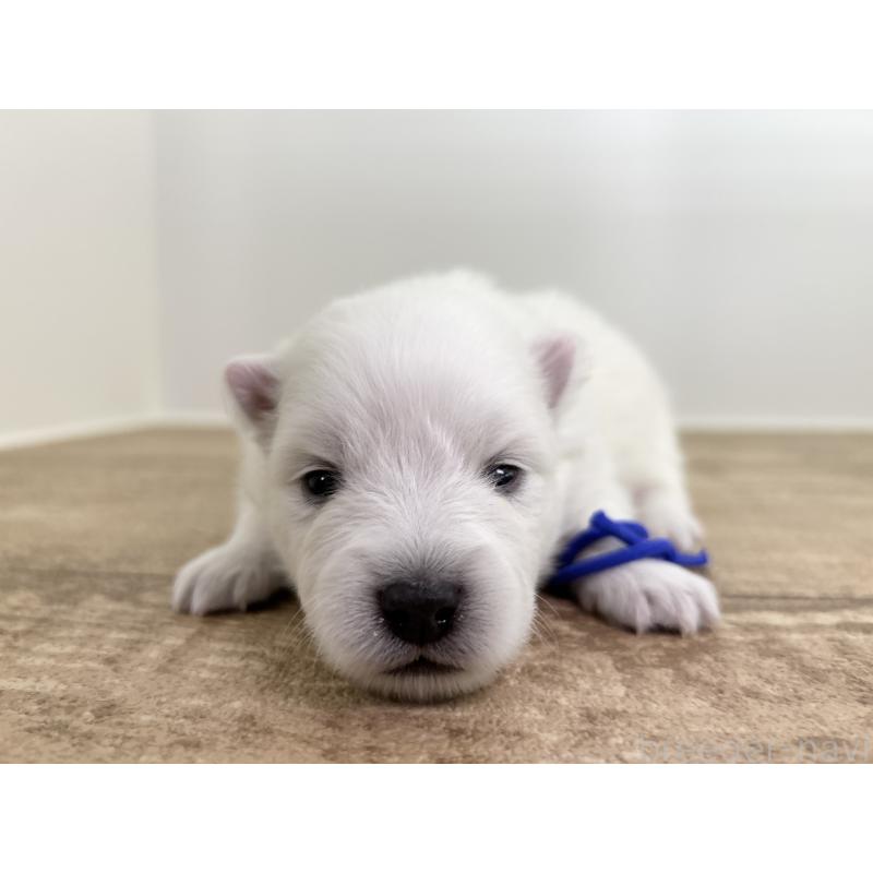 販売中の千葉県の日本スピッツ-455070の9枚目