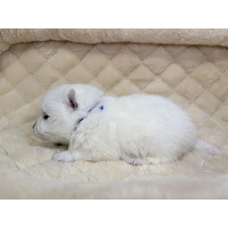 販売中の千葉県の日本スピッツ-455070の8枚目