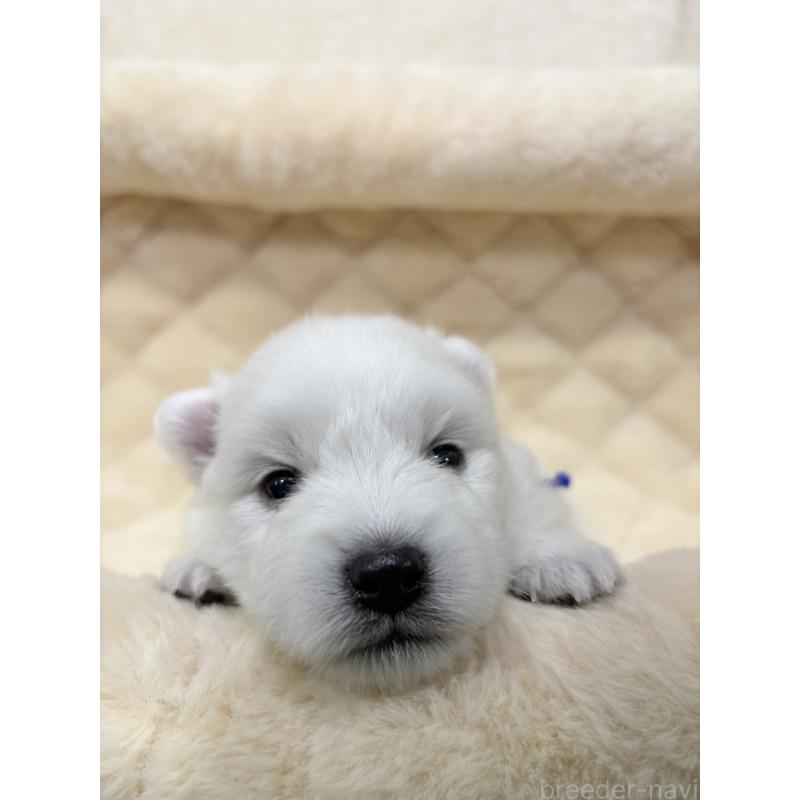 販売中の千葉県の日本スピッツ-455070の7枚目