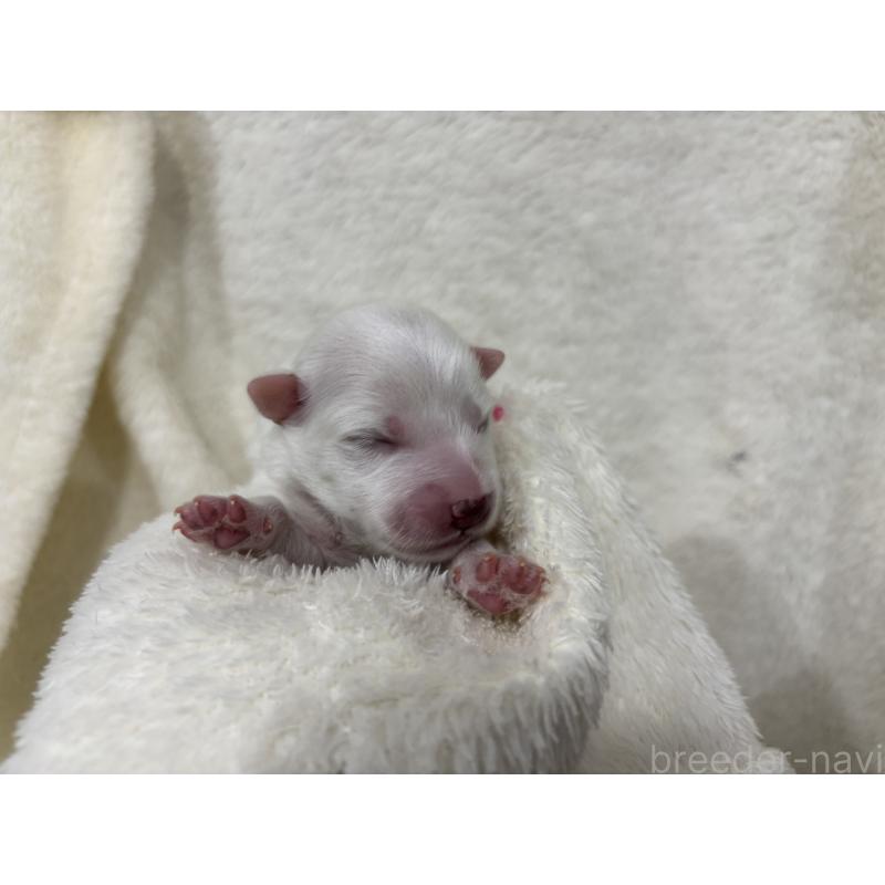 販売中の千葉県の日本スピッツ-455071の14枚目