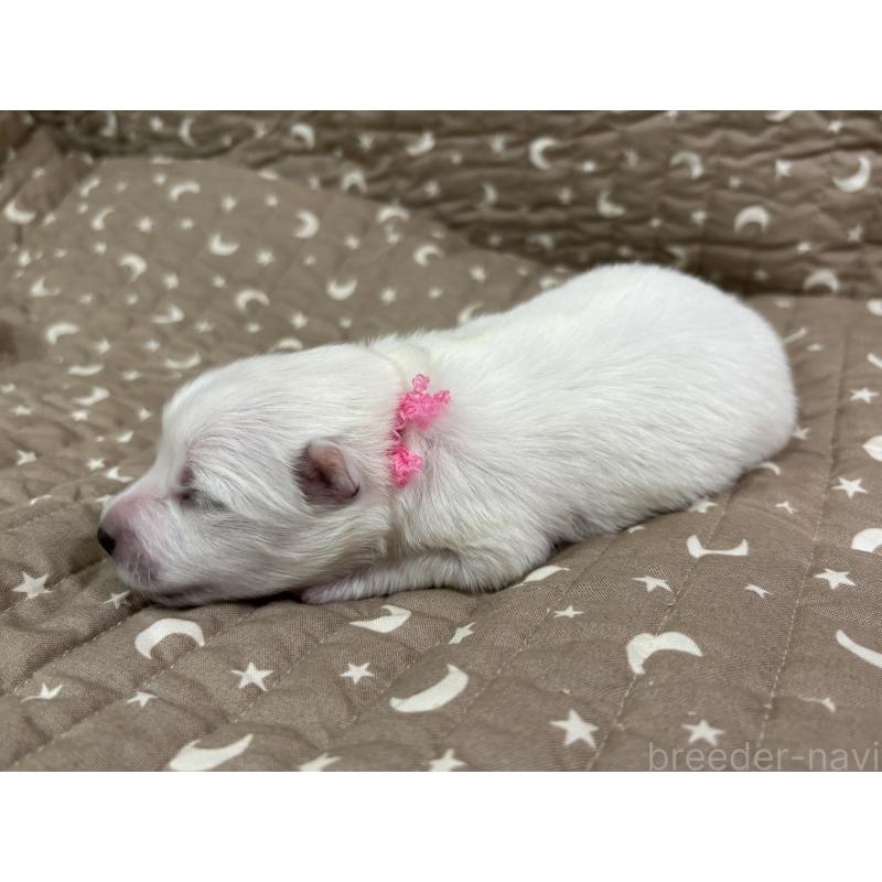 販売中の千葉県の日本スピッツ-455071の12枚目