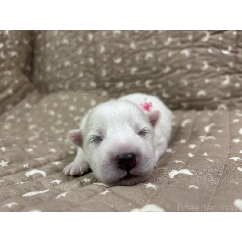 販売中の千葉県の日本スピッツ-455071の11枚目