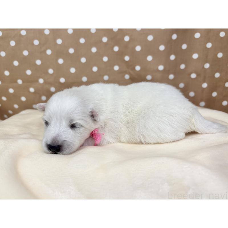 販売中の千葉県の日本スピッツ-455071の10枚目