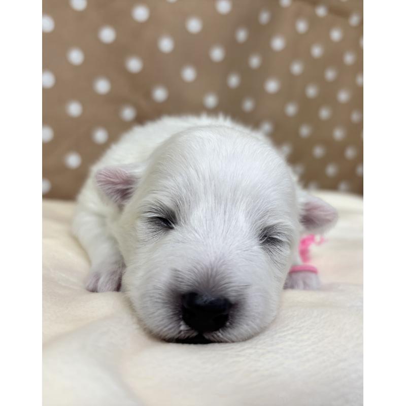 販売中の千葉県の日本スピッツ-455071の9枚目