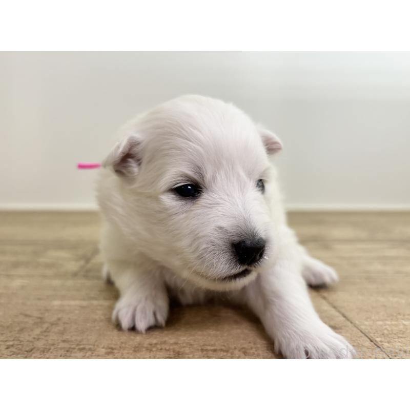 販売中の千葉県の日本スピッツ-455071の8枚目