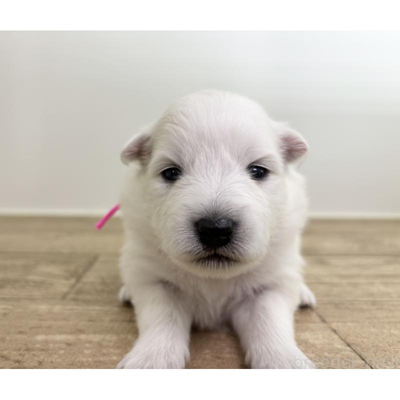 販売中の千葉県の日本スピッツ-455071の7枚目