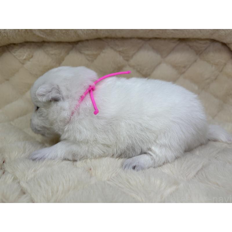 販売中の千葉県の日本スピッツ-455071の6枚目