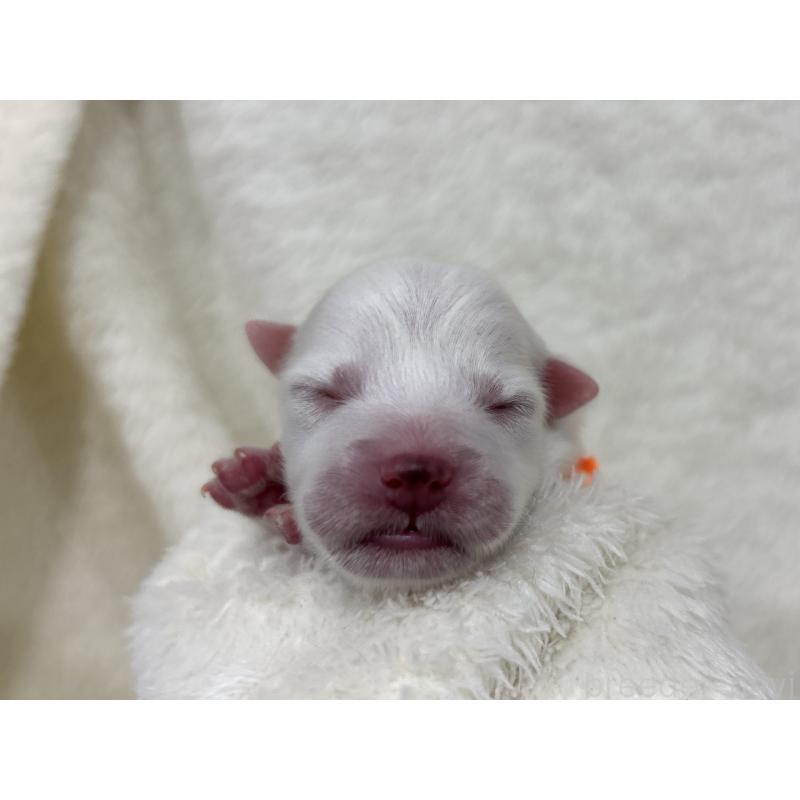 販売中の千葉県の日本スピッツ-455072の18枚目