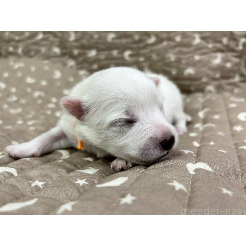 販売中の千葉県の日本スピッツ-455072の16枚目