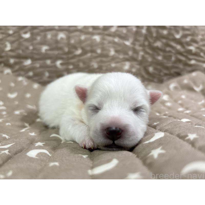 販売中の千葉県の日本スピッツ-455072の15枚目