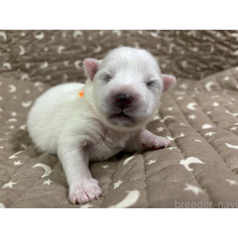 販売中の千葉県の日本スピッツ-455072の14枚目