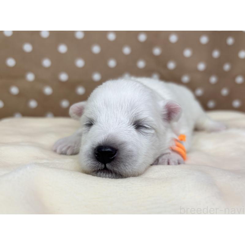 販売中の千葉県の日本スピッツ-455072の13枚目